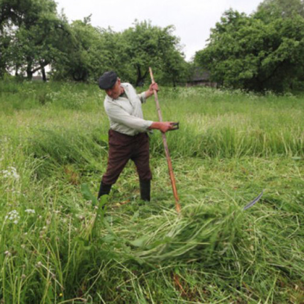 КОСИ, СЪРПОВЕ И БРУСОВЕ