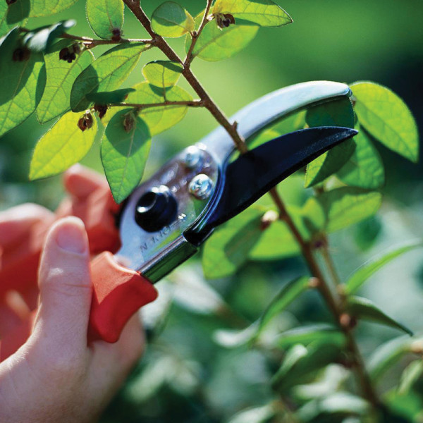 ЛОЗАРСКИ И ОВОЩАРСКИ НОЖИЦИ